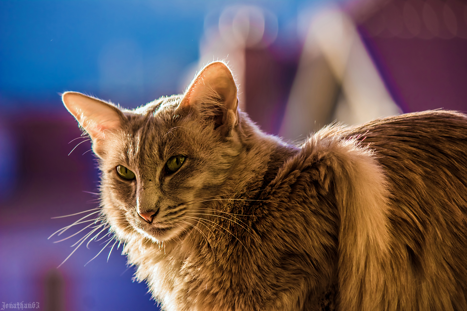 Fonds d'cran Animaux Chats - Chatons Chat oriental.