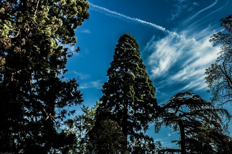 Fonds d'cran Nature Arbres - Forts Arbres & Ciel