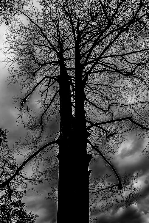 Fonds d'cran Nature Arbres - Forts Arbre