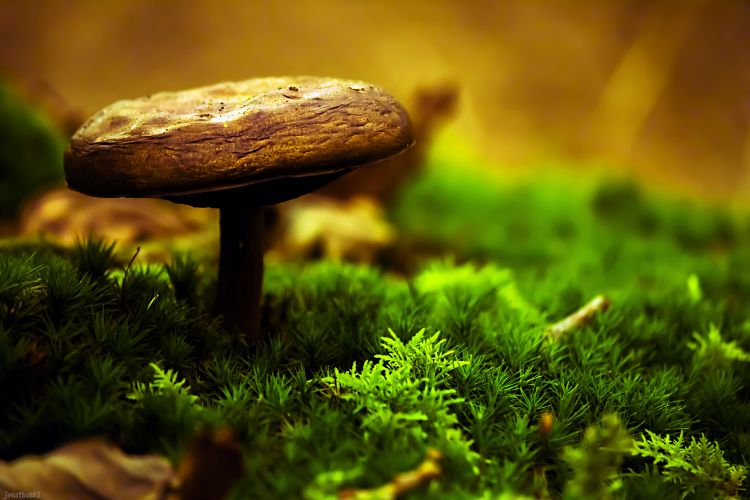 Wallpapers Nature Mushrooms Champignon