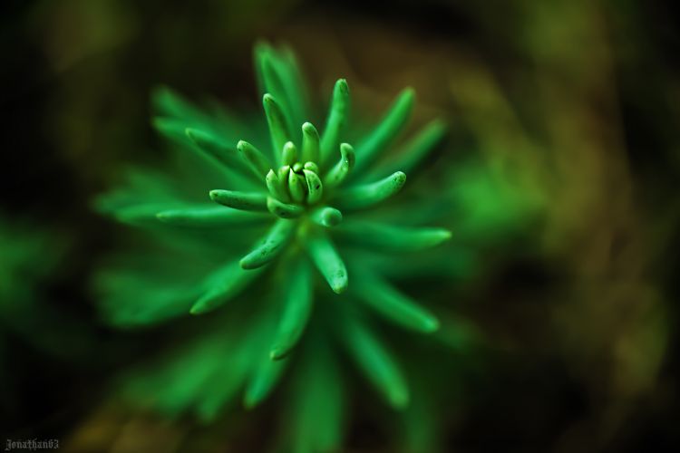 Wallpapers Nature Succulents Plante grasse