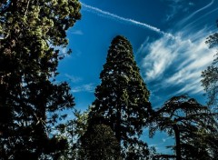  Nature Arbres & Ciel