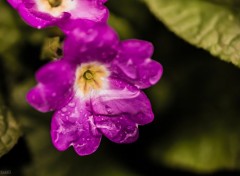  Nature Macro de fleur