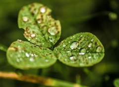  Nature Gouttes d'eau