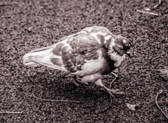 Fonds d'cran Animaux Pigeon