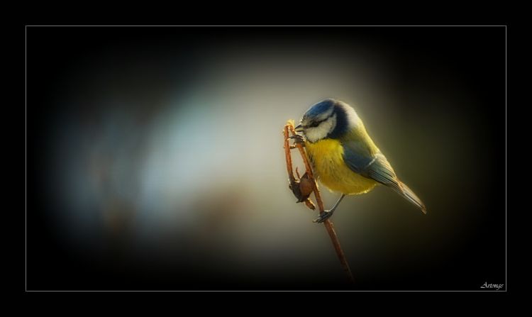 Fonds d'cran Animaux Oiseaux - Msanges Mésange bleue