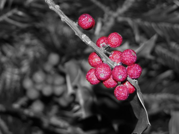 Wallpapers Nature Fruits Houx