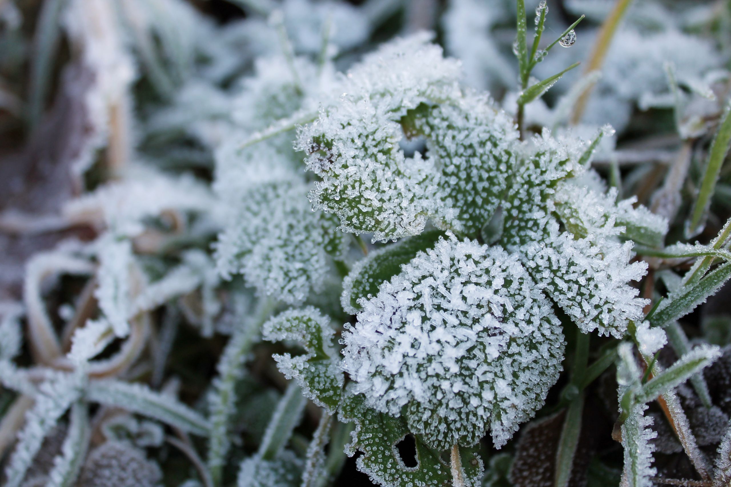 Fonds d'cran Nature Saisons - Hiver 