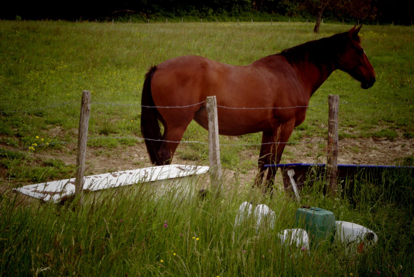 Fonds d'cran Animaux Chevaux 