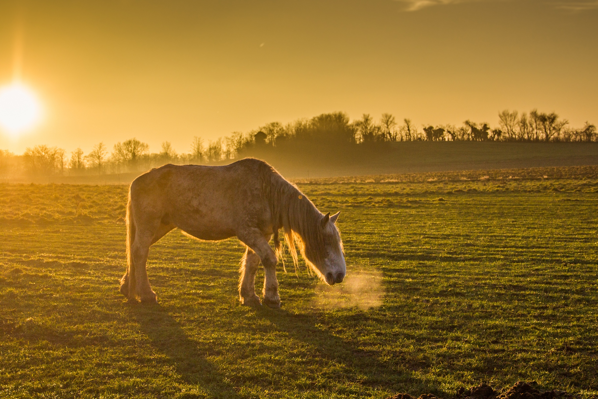 Wallpapers Animals Horses chevaux au couch de soleil