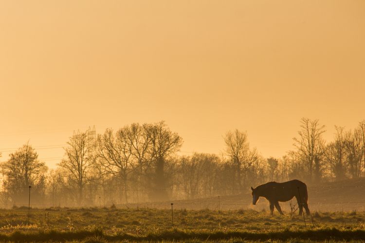 Wallpapers Animals Horses chevaux au couché de soleil