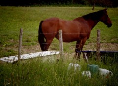  Animaux Image sans titre N394534