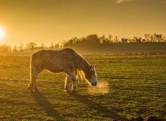  Animaux chevaux au couch de soleil