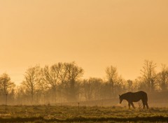  Animaux chevaux au couché de soleil