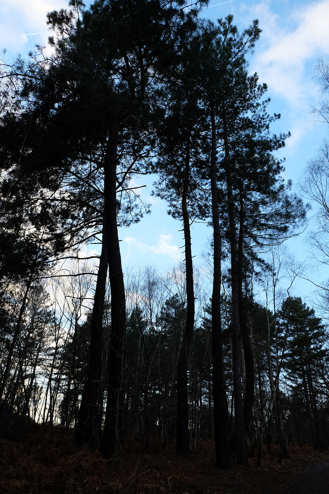 Fonds d'cran Nature Arbres - Forts 