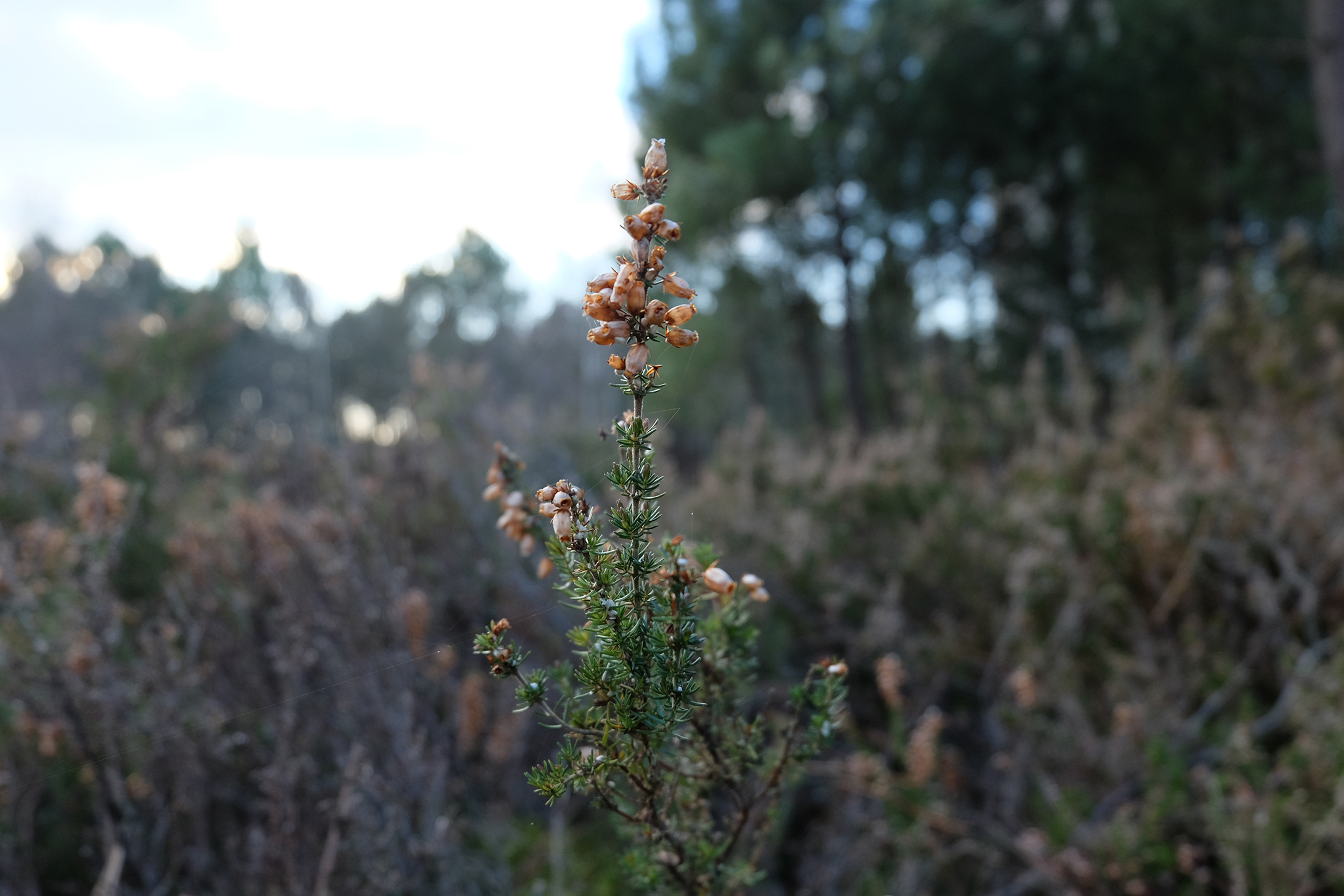 Wallpapers Nature Plants - Shrubs 