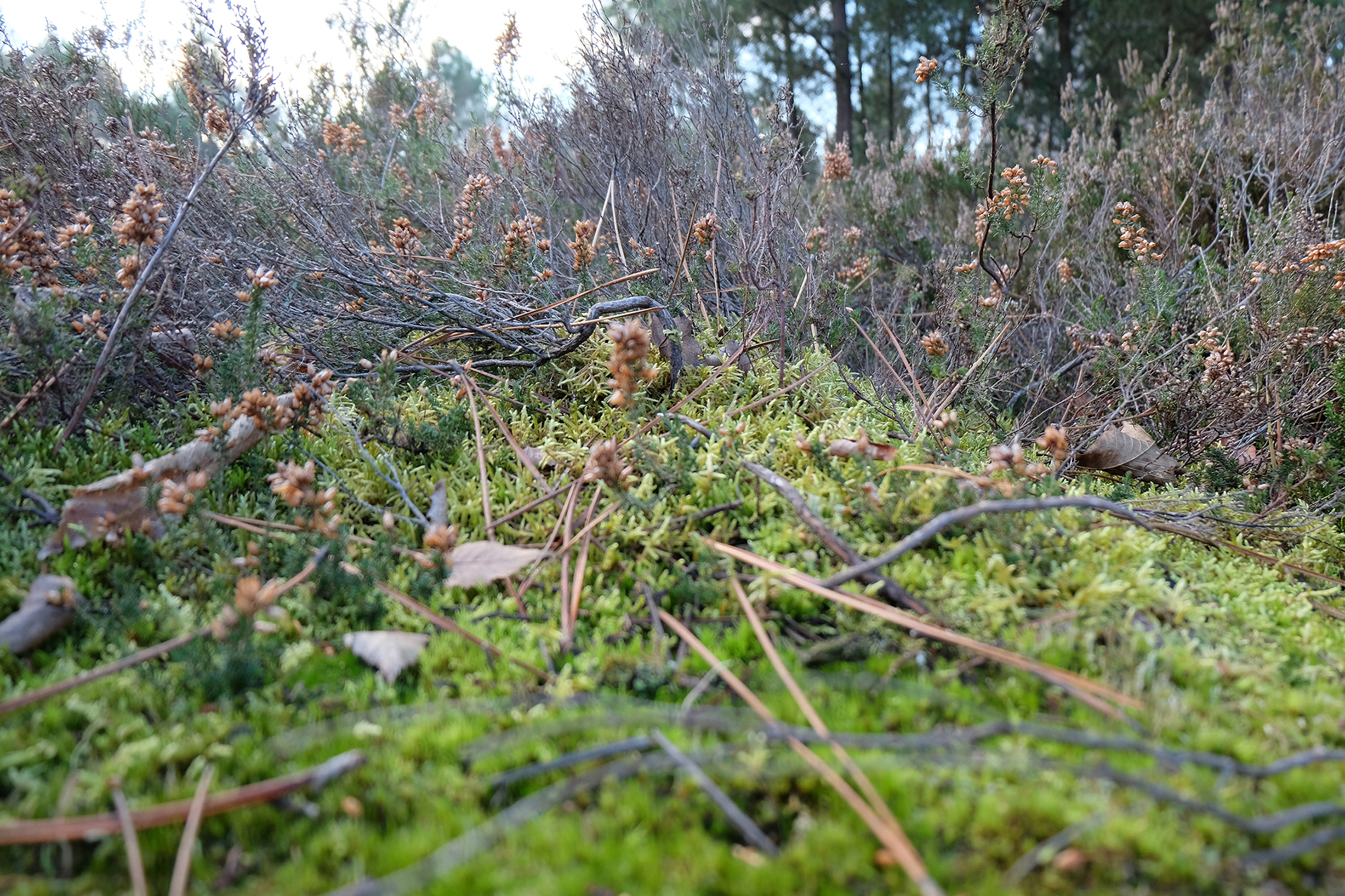 Wallpapers Nature Moss - Lichens 