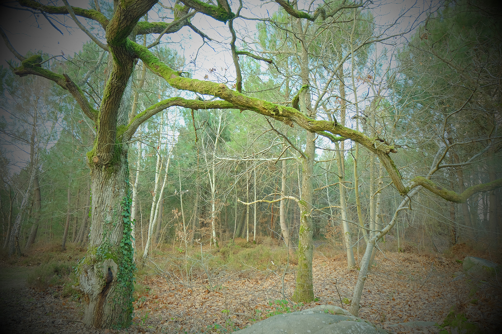 Fonds d'cran Nature Arbres - Forts 