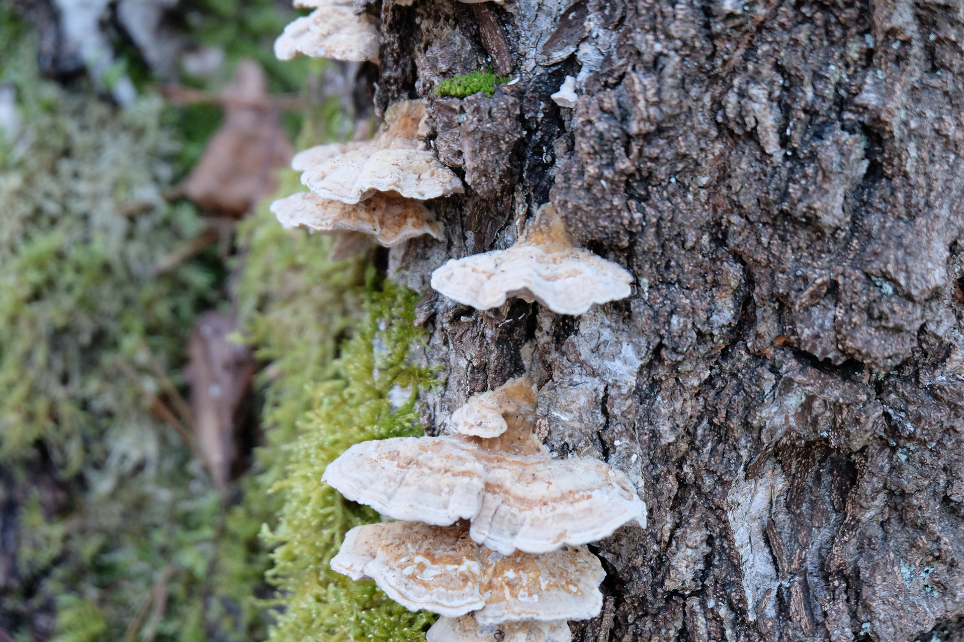 Wallpapers Nature Mushrooms 