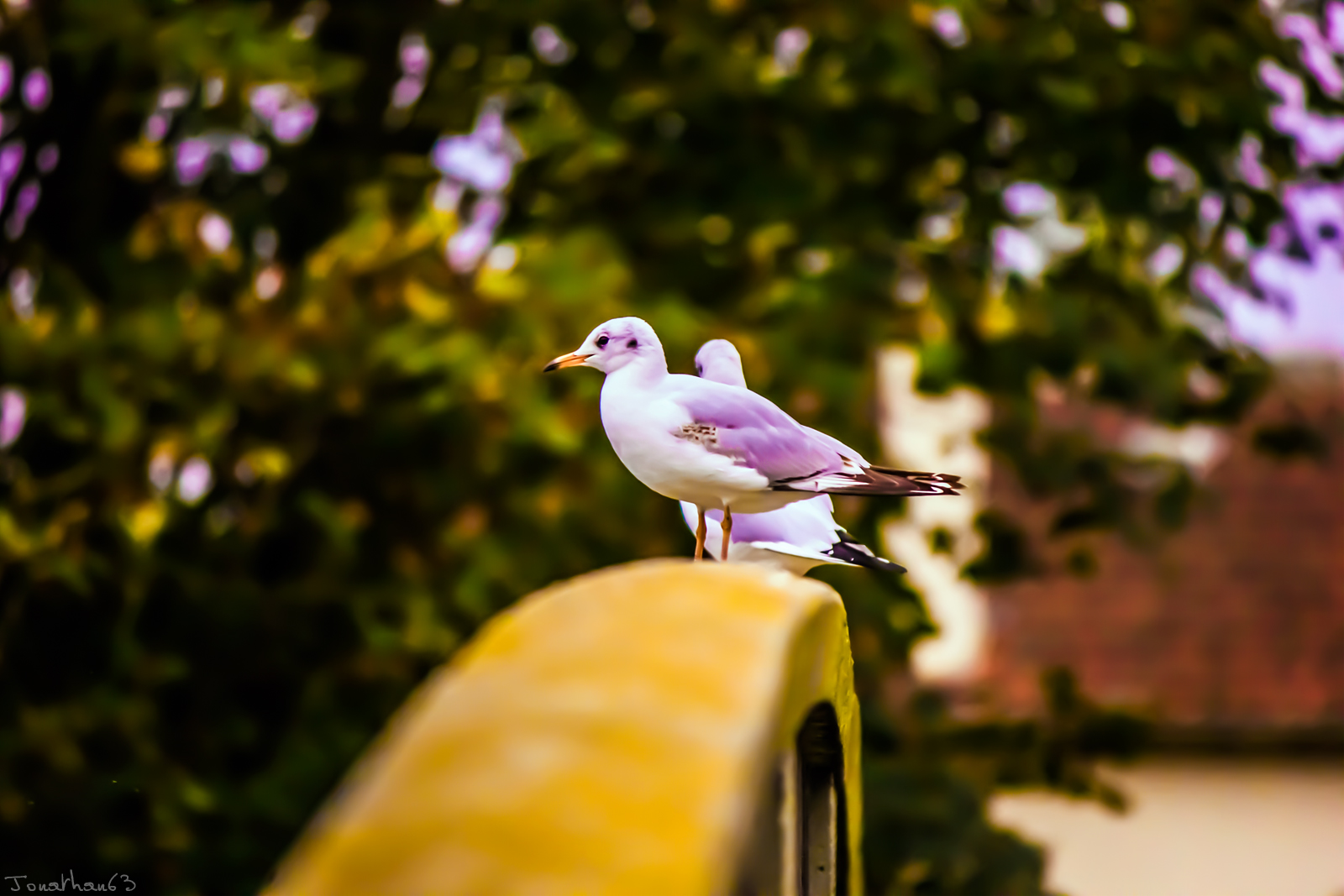 Fonds d'cran Animaux Oiseaux - Mouettes et Golands 