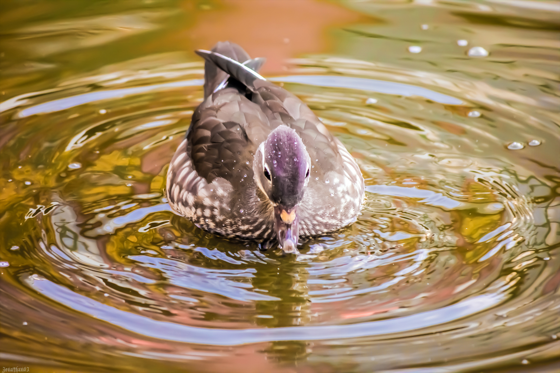 Fonds d'cran Animaux Oiseaux - Canards 