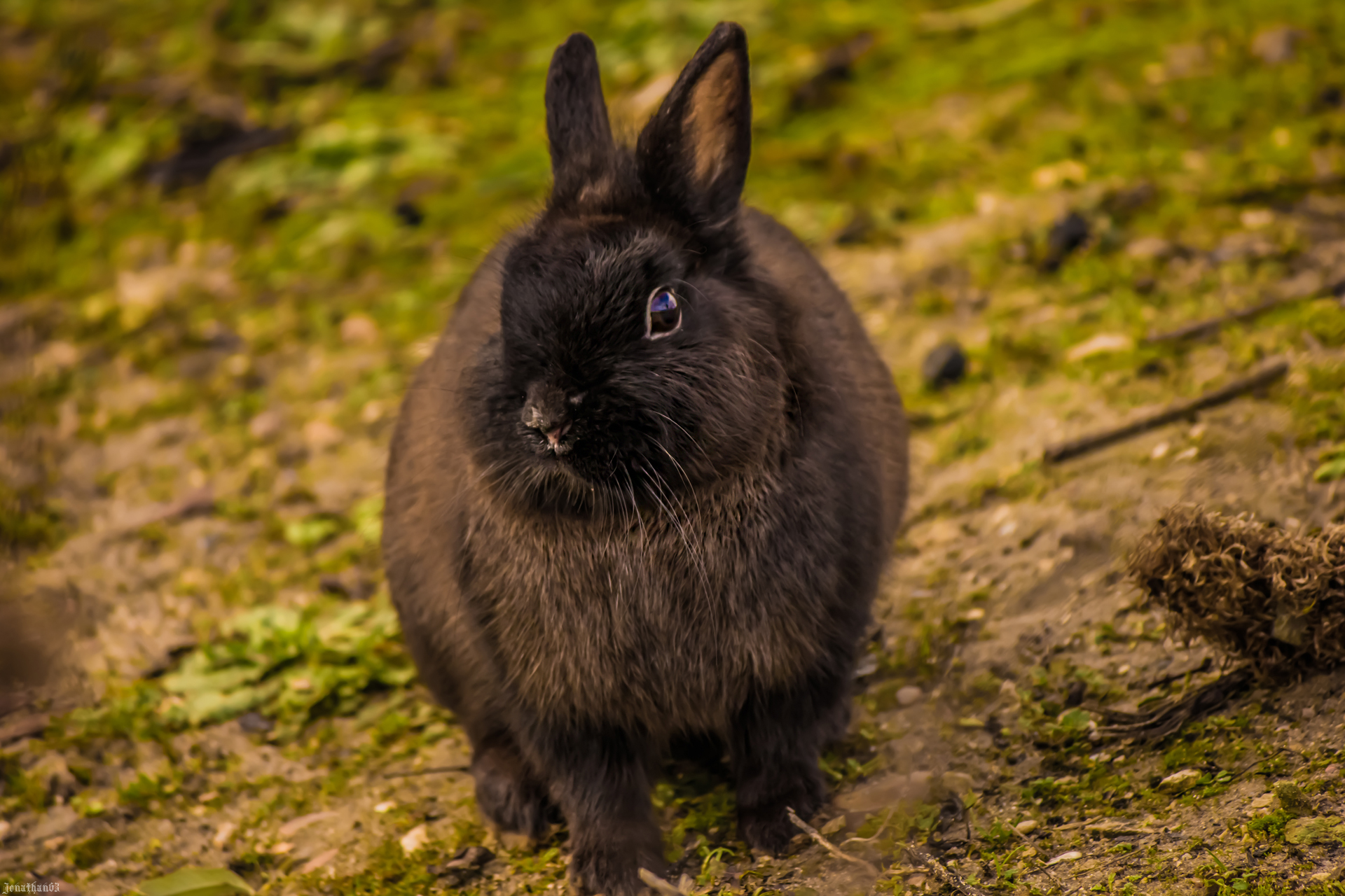 Wallpapers Animals Rabbits Lapin