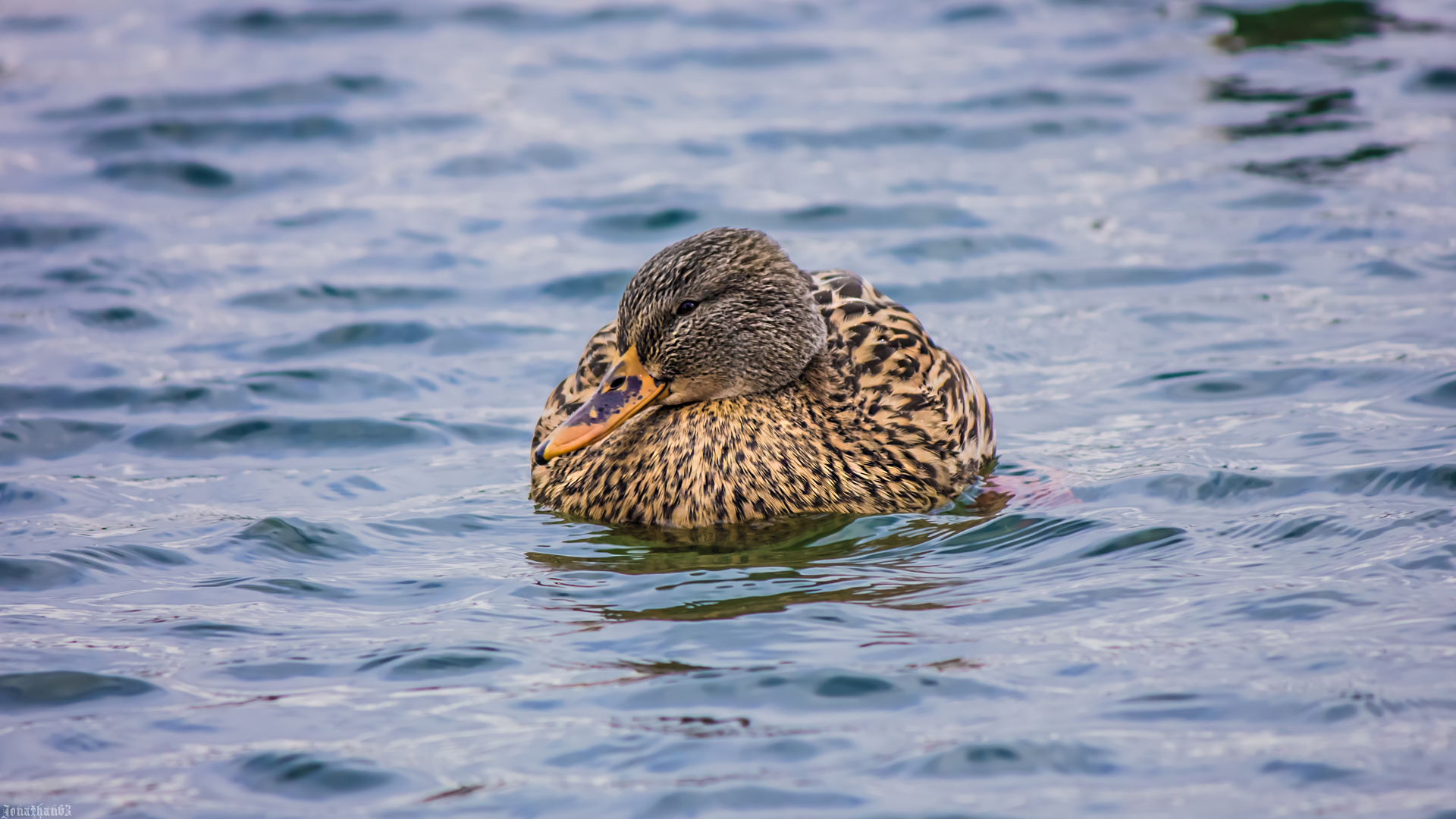 Fonds d'cran Animaux Oiseaux - Canards Canards