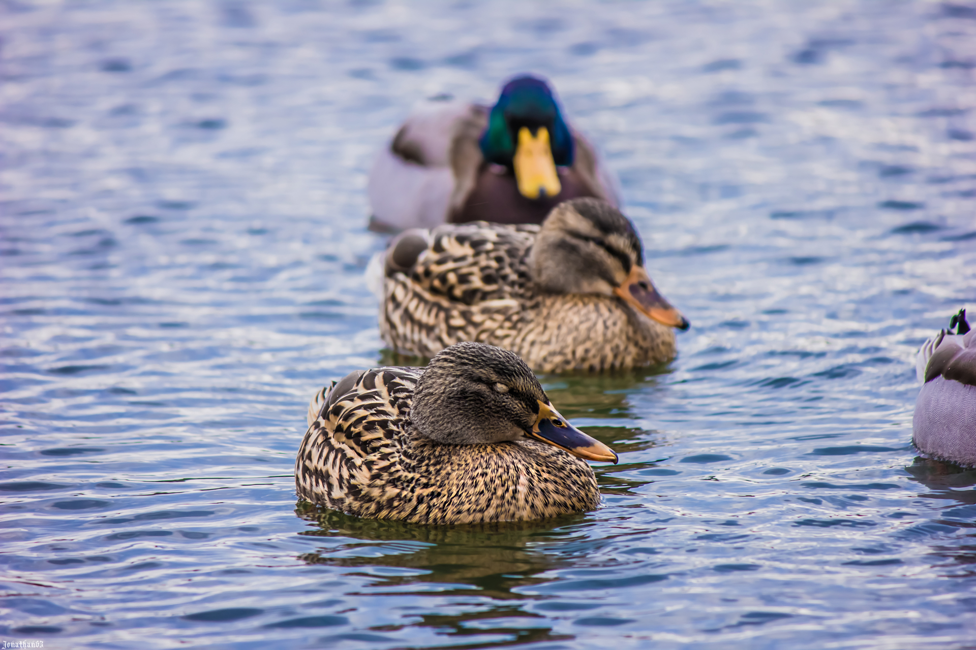 Wallpapers Animals Birds - Ducks Canards