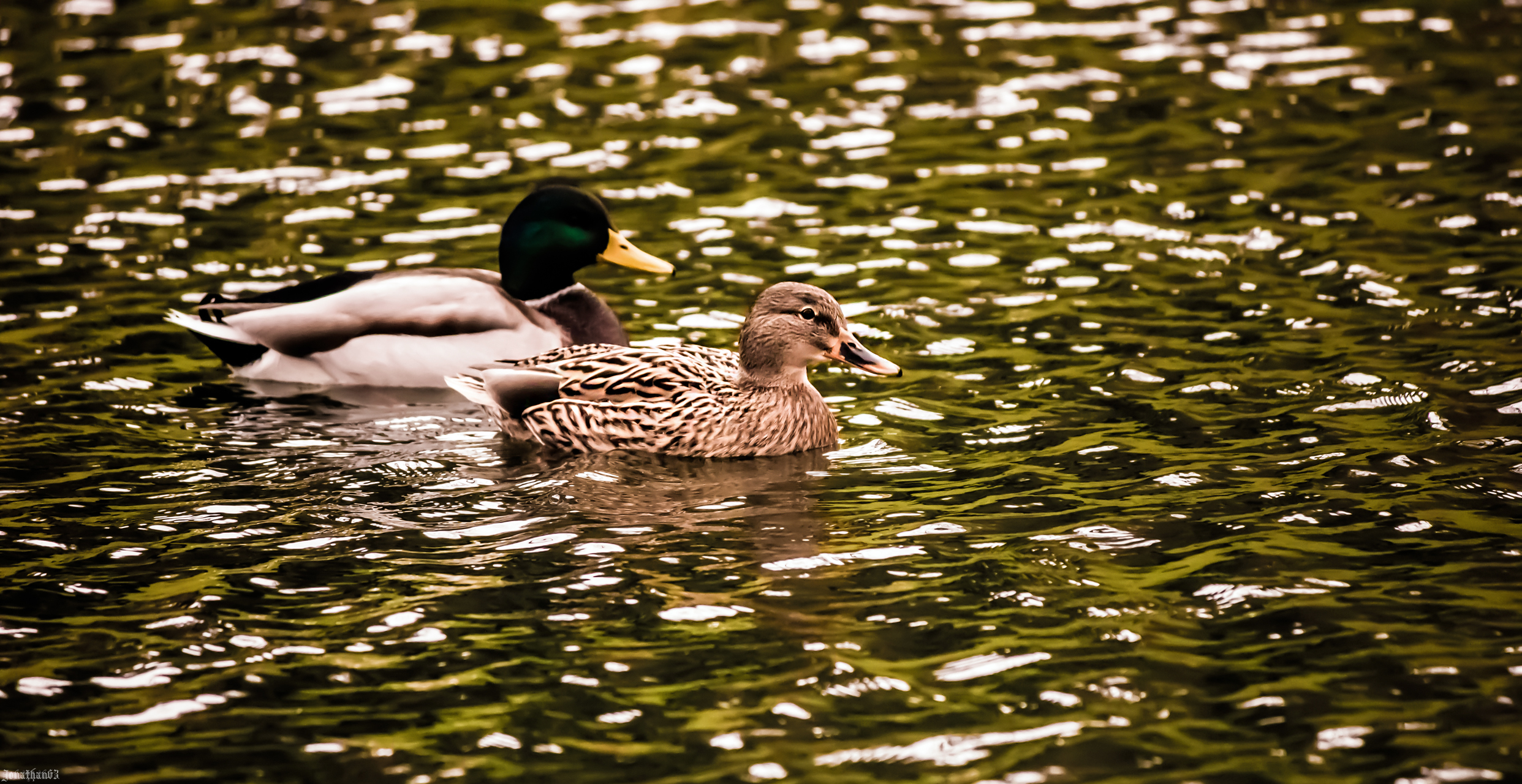 Wallpapers Animals Birds - Ducks Canards