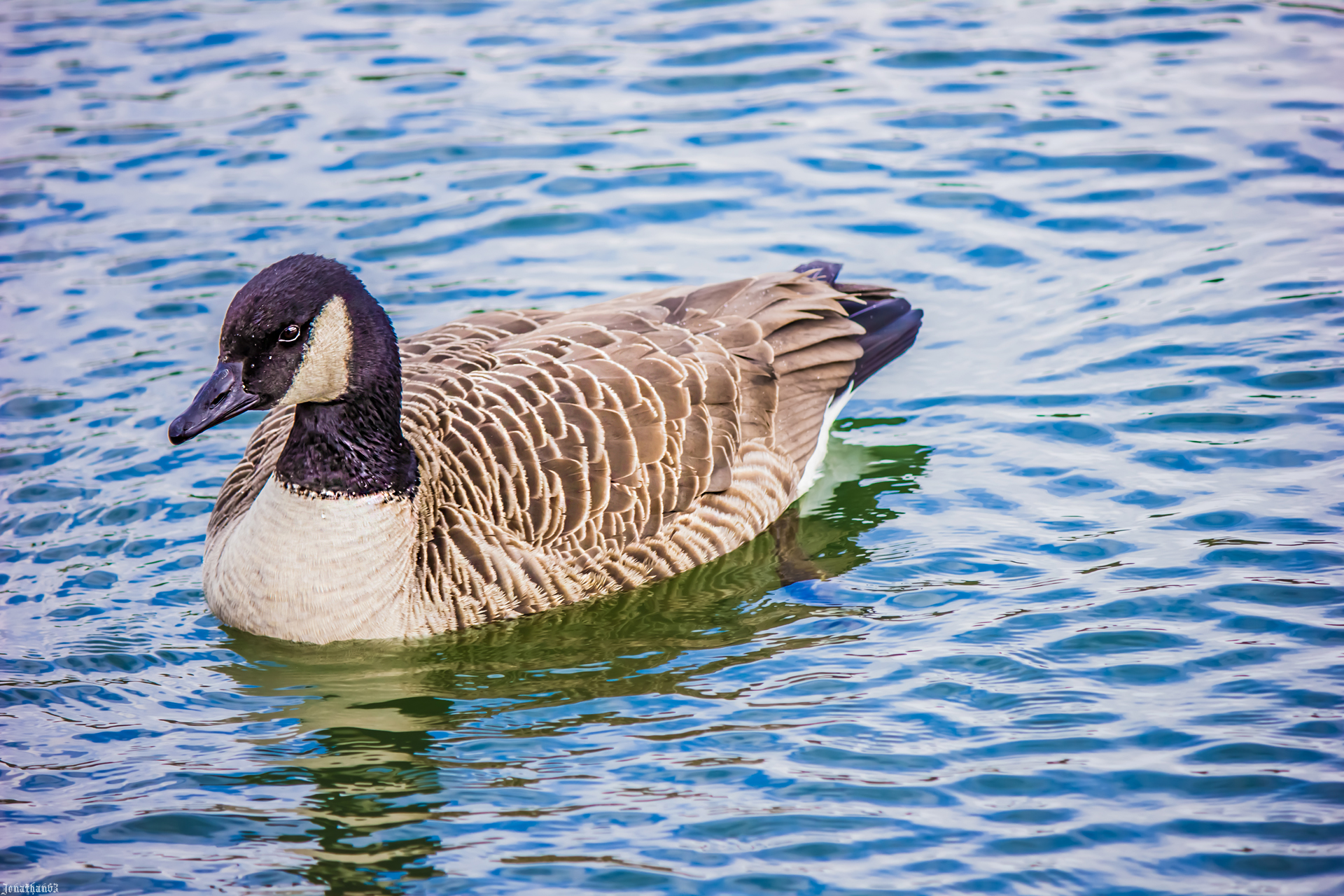 Wallpapers Animals Birds - Geese 