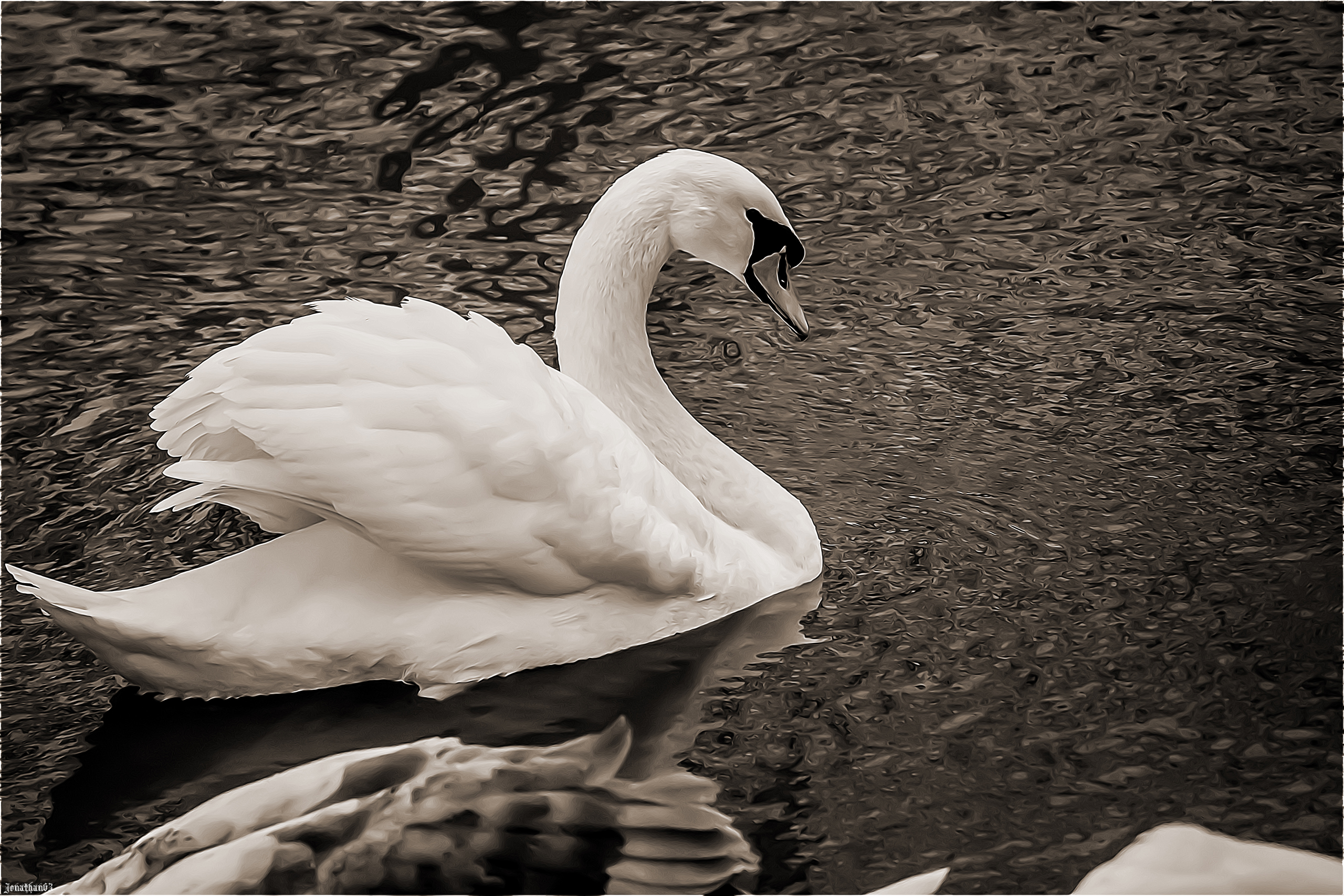 Wallpapers Animals Birds - Swans Cygne