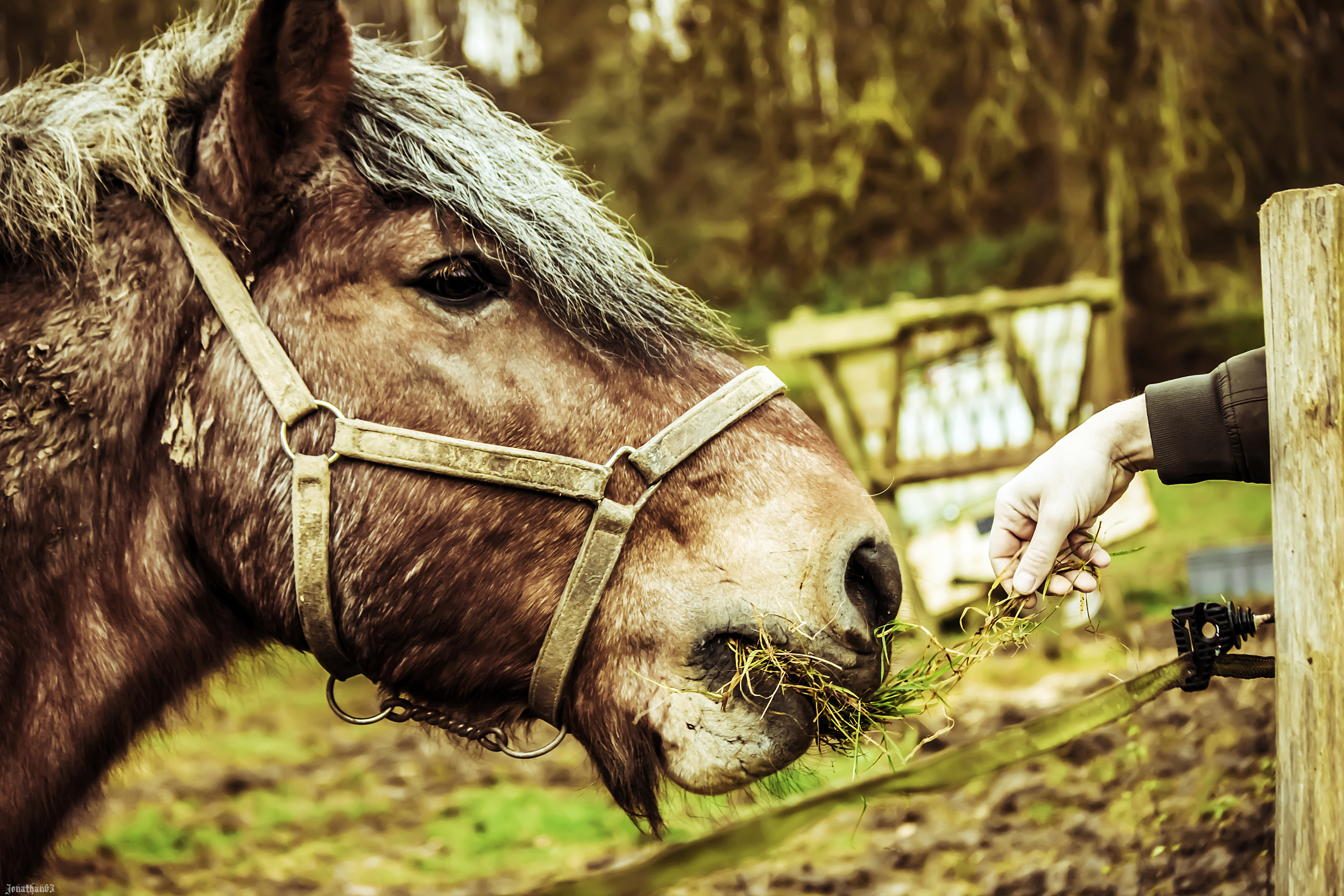 Fonds d'cran Animaux Chevaux 