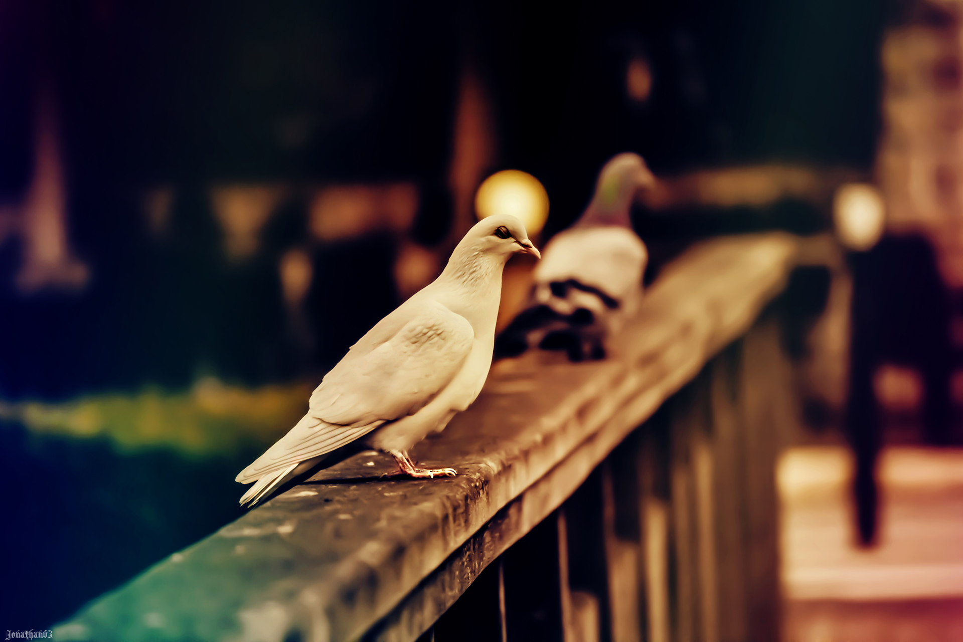 Fonds d'cran Animaux Oiseaux - Pigeons et Tourterelles Pigeons