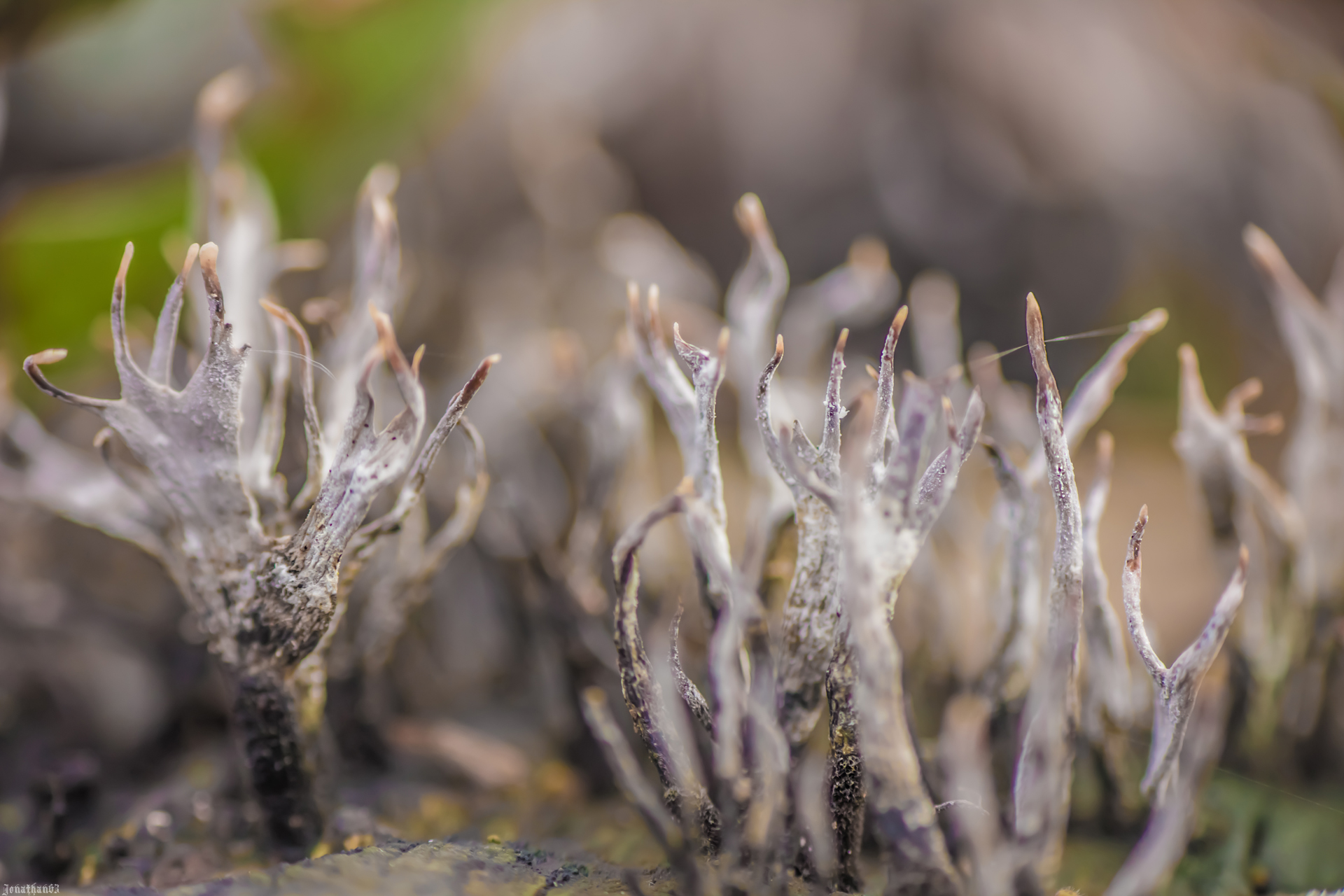 Wallpapers Nature Mushrooms Champignons