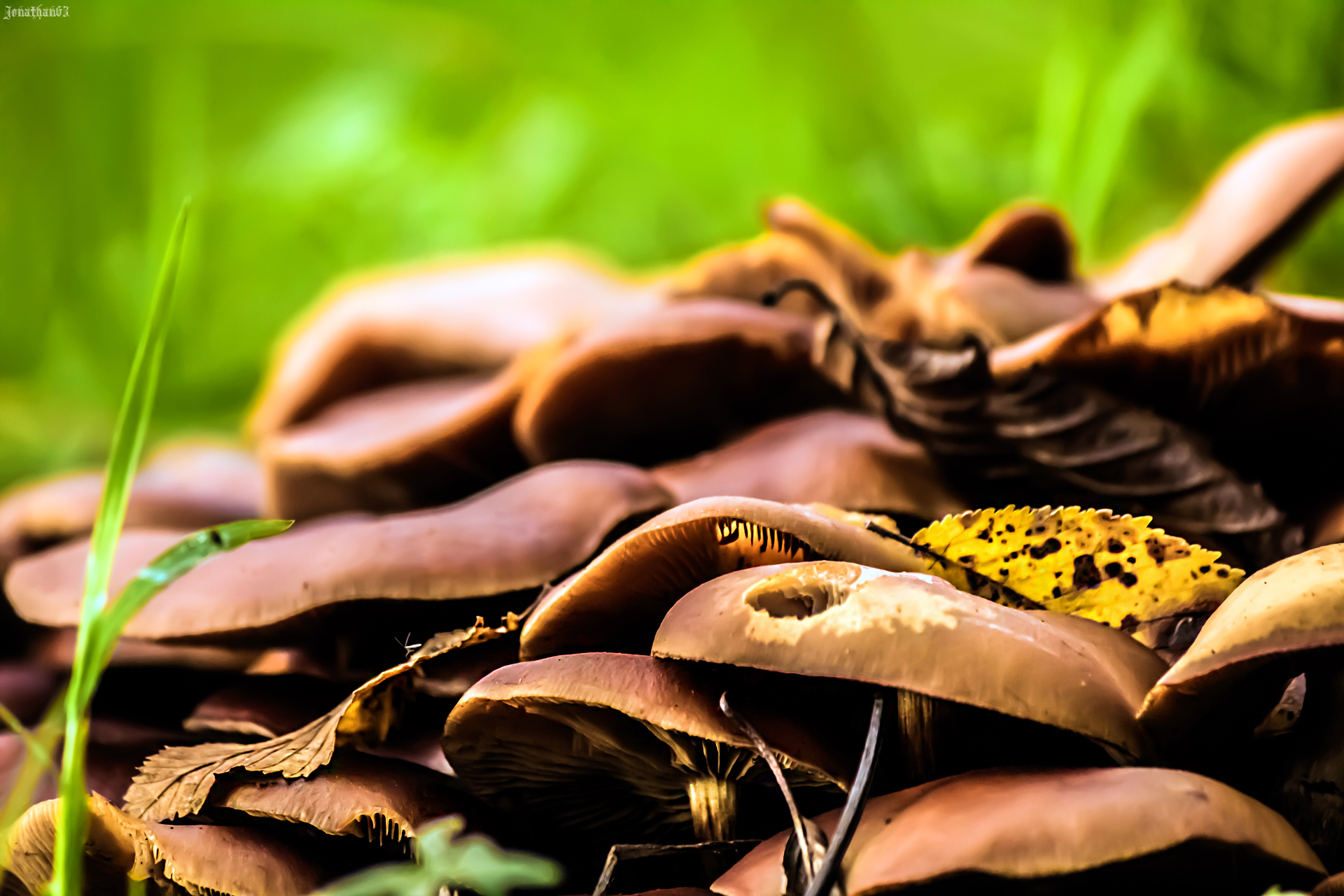 Fonds d'cran Nature Champignons Champignons