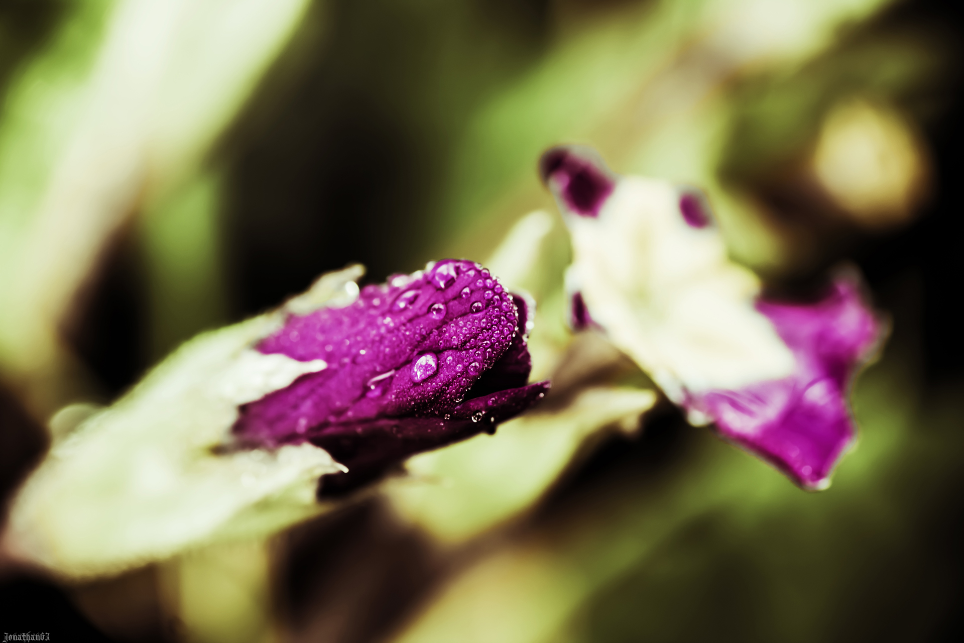 Fonds d'cran Nature Fleurs Macro de fleur