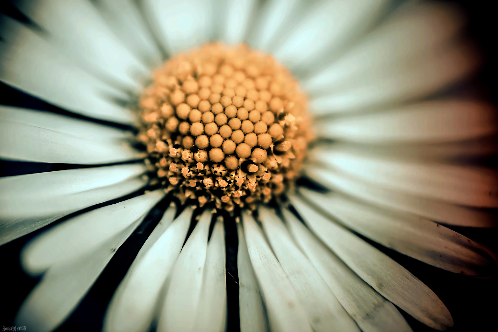 Fonds d'cran Nature Fleurs Macro de fleur