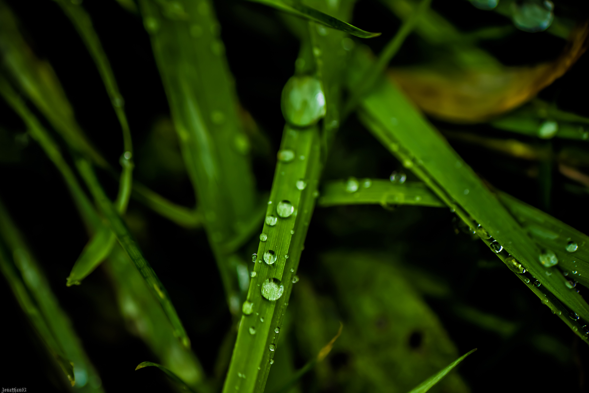 Wallpapers Nature Herbs Herbes