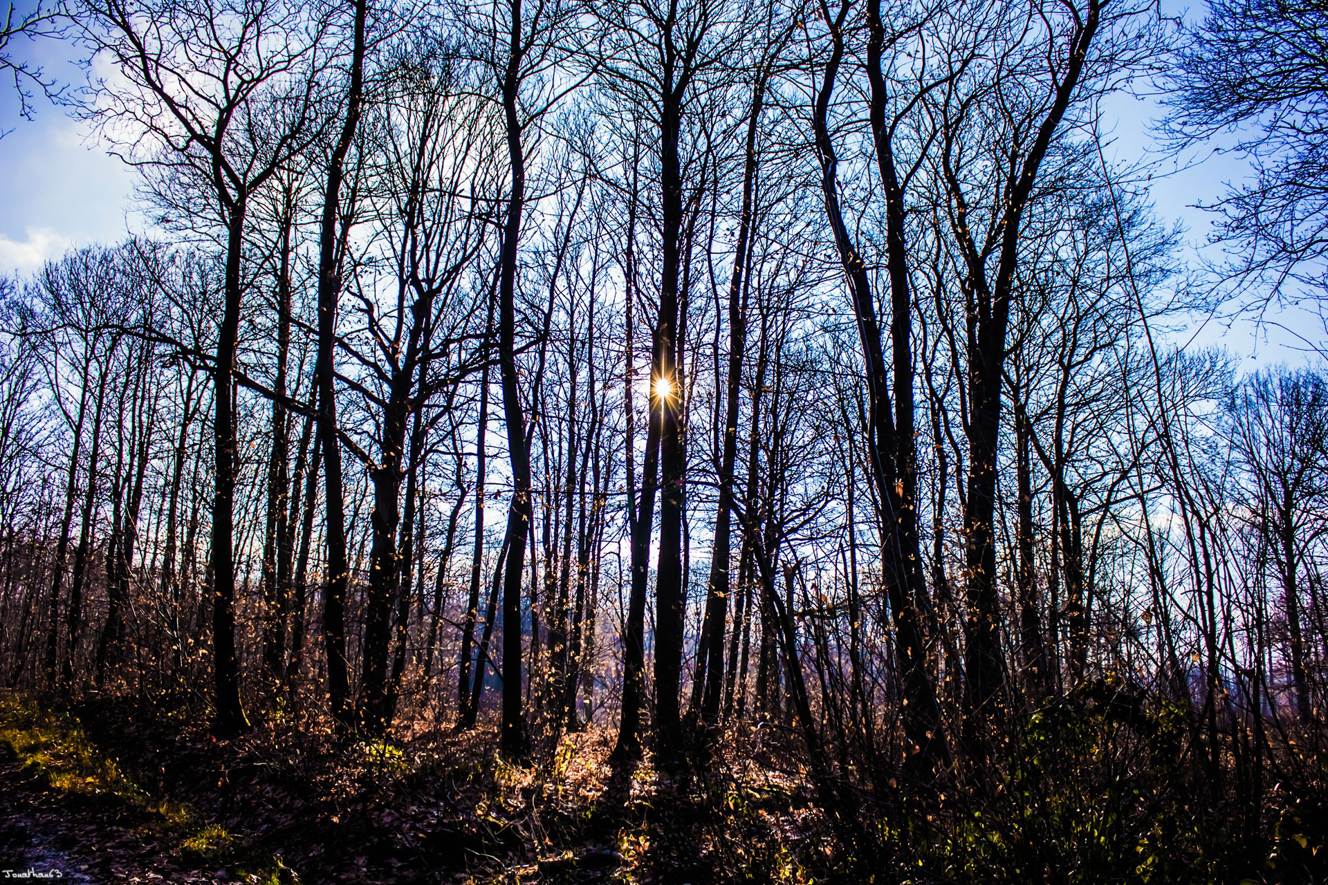 Fonds d'cran Nature Arbres - Forts Forêt