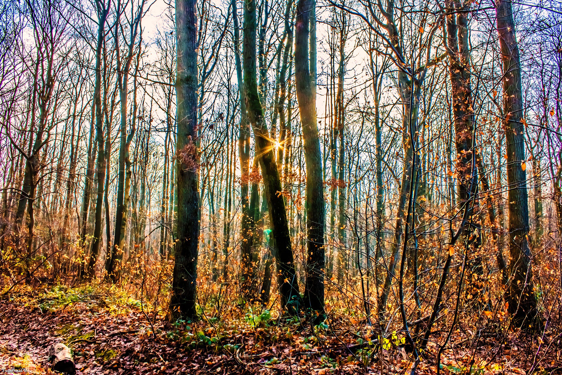 Wallpapers Nature Trees - Forests Forêt