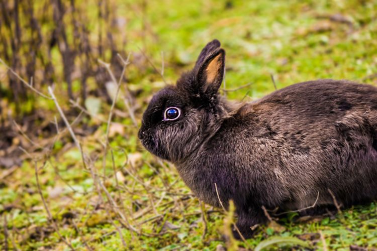 Wallpapers Animals Rabbits Lapin