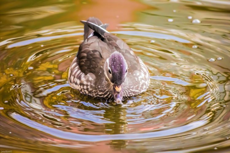 Fonds d'cran Animaux Oiseaux - Canards Wallpaper N394631