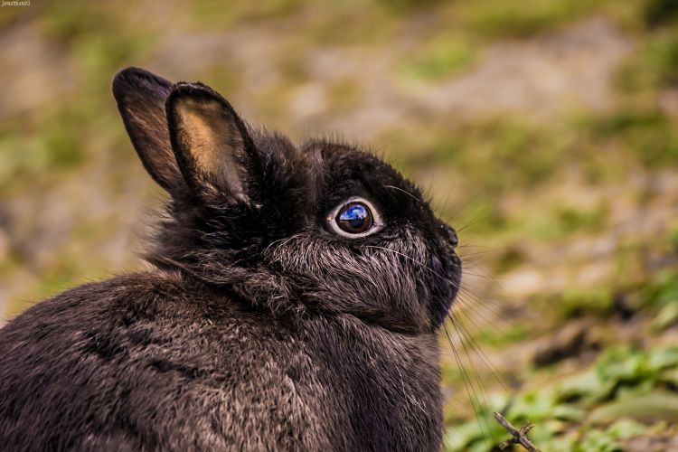 Wallpapers Animals Rabbits Lapin