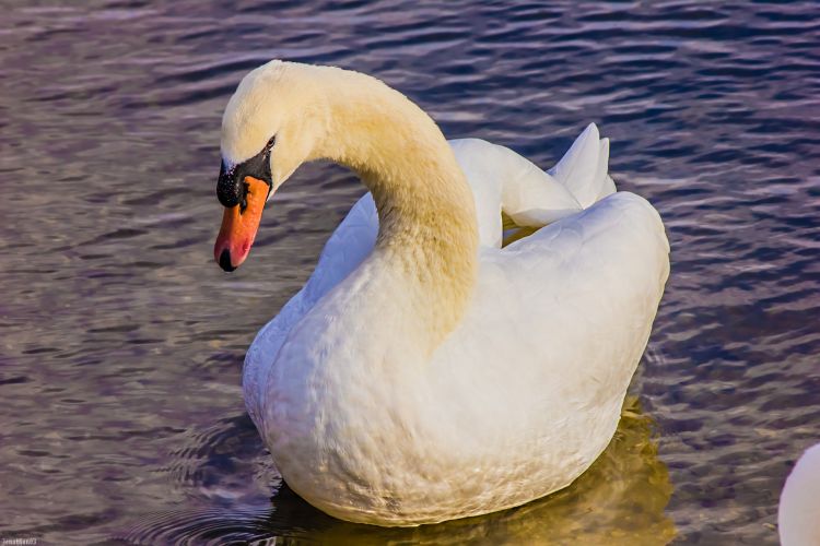 Wallpapers Animals Birds - Swans Cygne