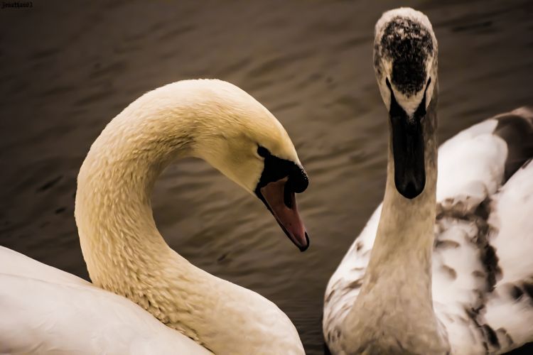 Fonds d'cran Animaux Oiseaux - Cygnes Cygne