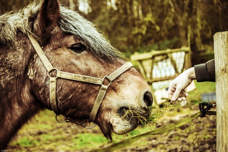 Fonds d'cran Animaux Chevaux Wallpaper N394647