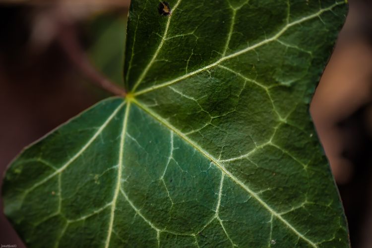 Wallpapers Nature Leaves - Foliage Feuille