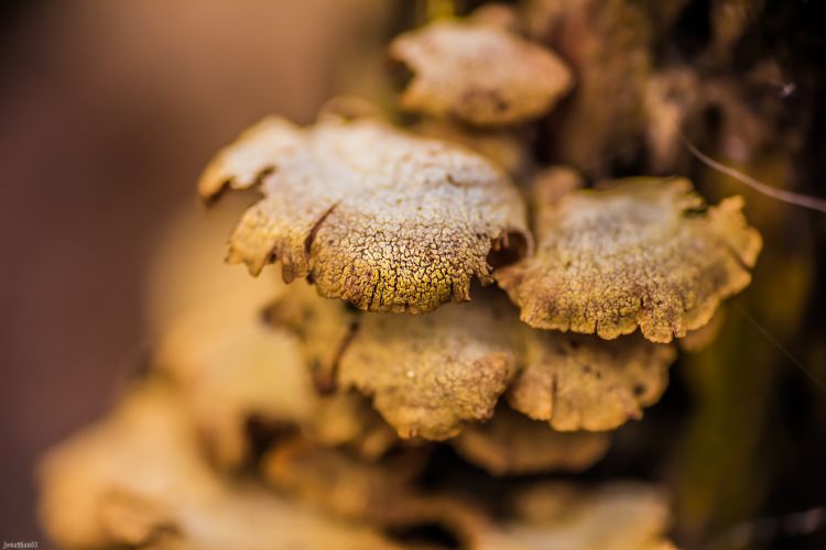 Fonds d'cran Nature Champignons Champignons