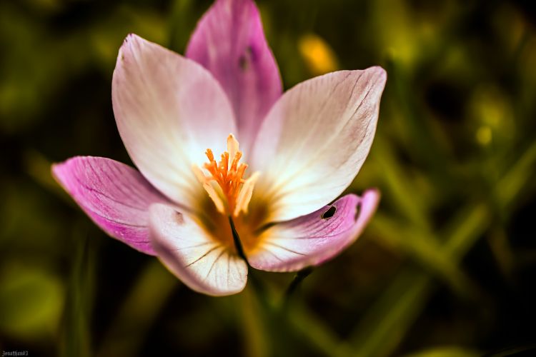 Fonds d'cran Nature Fleurs Macro de fleur