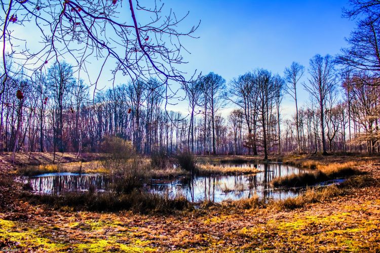 Fonds d'cran Nature Lacs - Etangs Etang